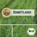 BIO Schnittlauch Samen 