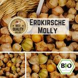 Ground cherry (Molly) Seeds 