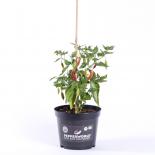 Aji Delight BIO Chilipflanze 