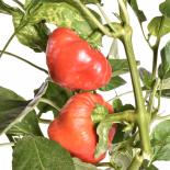 Apfelpaprika Chilisamen 