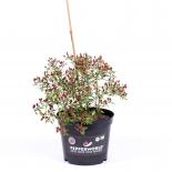 Bird's Eye Baby BIO Chilipflanze 