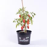 Cajun Belle BIO Chilipflanze 