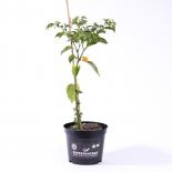 Carolina Reaper Yellow BIO Chilipflanze 
