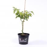 Habanero Katie BIO Chilipflanze 