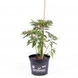 Bird Eye BIO Chilipflanze 