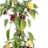 Serbian White Devil Chilliseeds 