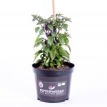 Trinidad Purple Coffee BIO Chilipflanze 