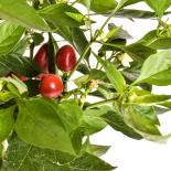 Shata Baladi Chilisamen 