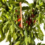 Sibirischer Hauspaprika Chilisamen 