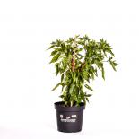 Sibirischer Hauspaprika BIO Chilipflanze 