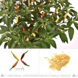 Siling Labujo Chilli Seeds 