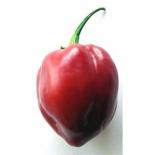 Caribbean Red Chilisamen 