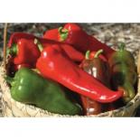 Carmen F1 Chilli Seeds 