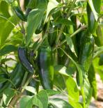 Jalafuego F1 Chilli Seeds 