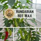 Red Rocket Seed (C. annuum) 