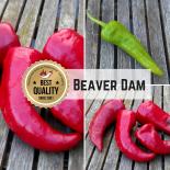 Beaver Dam Chilisamen 