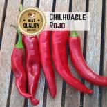 Chilhuacle Rojo Chilli Seeds 