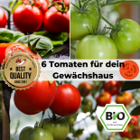 Bio Saat Sortiment- 6 exklusive Tomatensamen für dein heimisches Gewächshaus 