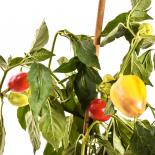 Somborcka Chilli Seeds 