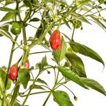 Speedball Chilli Seeds 
