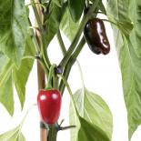 Jalapeno Colima Chilli Seeds 