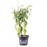 Jalapeno Colima BIO Chilipflanze 