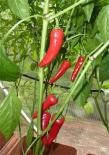 De Cayenne Chilli Seeds 