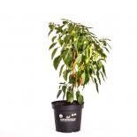 Monkey Face BIO Chilipflanze 