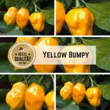 Yellow Bumpy Chilli Seeds 