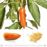 Stocky Golden Roaster Chilli Seeds 
