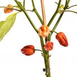 Sunrise Scorpion Chilli Seeds 