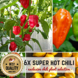 SUPER HOT CHILIS BIO Pflanzen-Power-Pack 