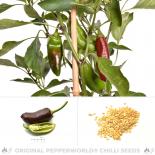 Sweet Chile Chili Seeds 