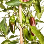 Sweet Chocolate Chilli Seeds 