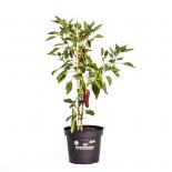 Sweet Chocolate BIO Chilipflanze 