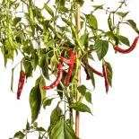 Taeyang hot Chilli Seeds 