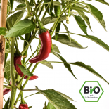 Taeyang mild Chilli Seeds 