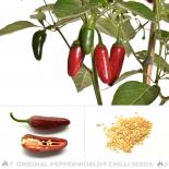 TAM Jalapeno Chili Seeds 