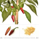 Targu Mures Chilisamen 