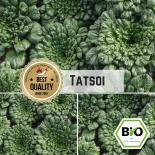 Asia Vegetable Tatsoi Seeds 