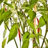 Thai Chili Chilli Seeds 