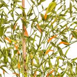 Thai Orange Hot Chilisamen 