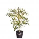 Thai Orange BIO Chilipflanze 