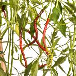 Thunder Mountain Longhorn Chilli Seeds 