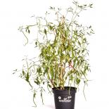 Thunder Mountain Longhorn XXL BIO Chilipflanze 