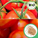 BIO Tica Tomatensamen (Cocktailtomate) 