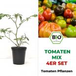 Organic Tomato Plants 4er Mix Paket 