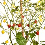 Trapadeira do Werner Chilli Seeds 