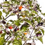 Trifetti/Variegata Chilisamen 