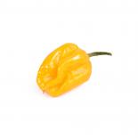 Fresh Chilli Trinidad Moruga Scorpion yellow, 100g 